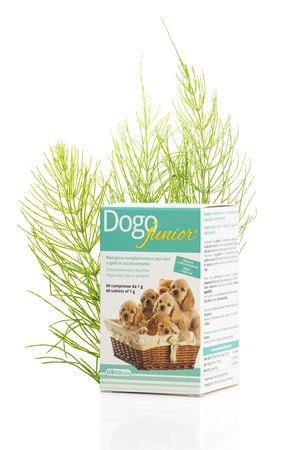 Dogo Junior 60